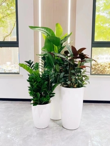 专业植物租赁，宁波奉化打造独特室内绿色景观